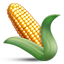 corn