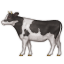 cow2