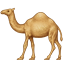 dromedary_camel