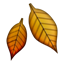 fallen_leaf