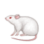 mouse2