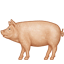 pig2