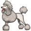 poodle