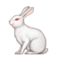 rabbit2