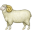 ram