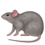 rat