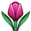 tulip