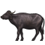 water_buffalo